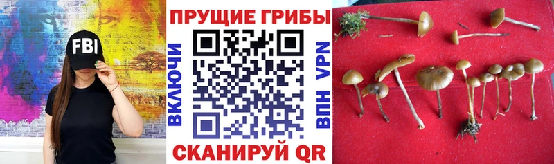 Псилоцибиновые грибы Psilocybe  KRAKEN   Дзержинск 